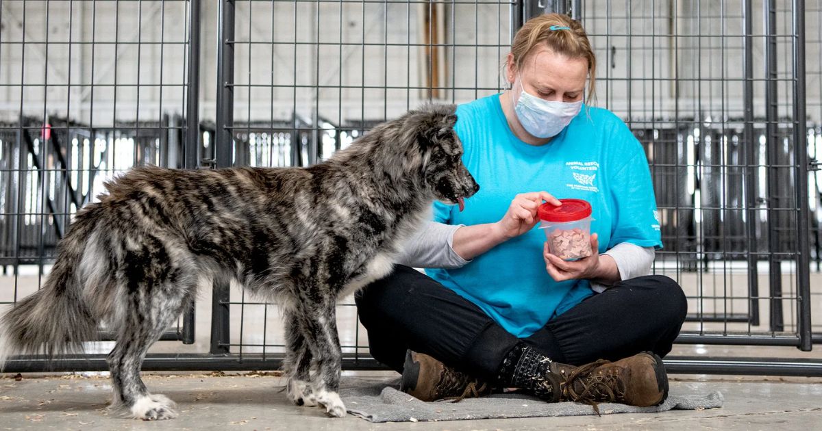 Animal Rescue Heroes How Rescue Groups Are Saving Lives Across the U.S.