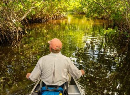 Conservancy Of Southwest Florida News Championing Environmental Preservation in a Changing Climate