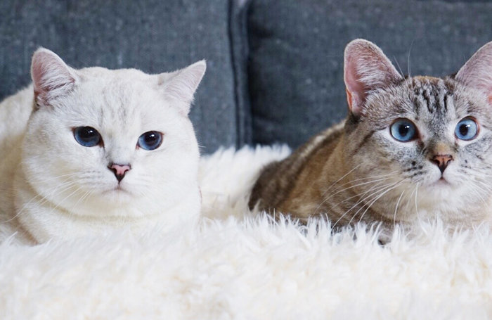 Meet Nala Cat: The Instagram Star with a Ton of Fo - Tymoff